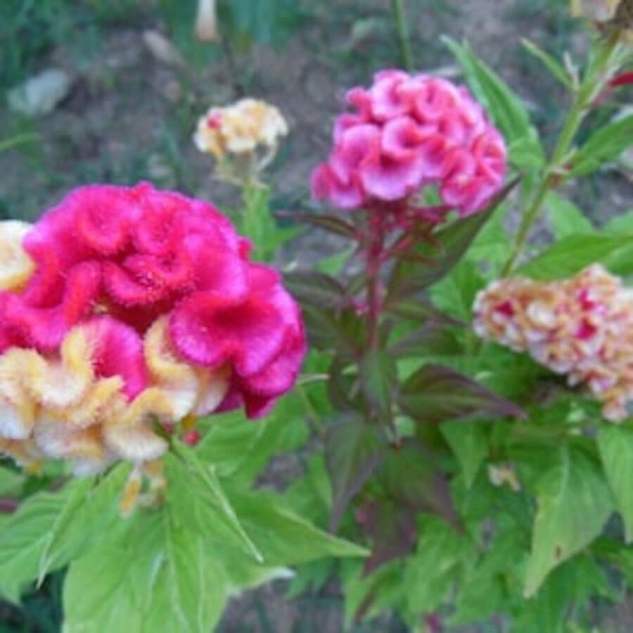 253 Pieces Recommended Red/Yellow Two-Tone Brain-Shaped Pomegranate Seeds