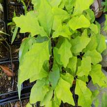 Scarlet Oak Tree Seedling (Quercus Coccinea) Cuckoo Clock Leaf Deep Woods Seed Acorn Deep Red Color Fall Forest Look PRE  April 29th