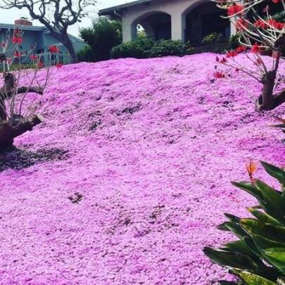 1000pcs Creeping Thyme Seeds, Outdoor Perennial Flowers, Perennial Ground Cover Plants, Lawns, Outdoor And Indoor Plants, Herbs, Gardens And Gardening, Local Delivery