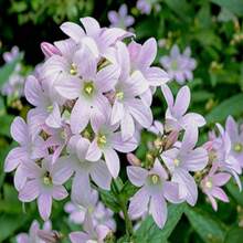 Campanula Lactiflora 'Loddon Anna' - Perennial - Bellflower - Cold Resistant - Clumping - Easy To Grow - Planting In Spring/Fall 8057 - SEED - View 6