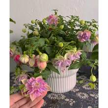 230pcs Rare Mixed Bloody Heart Seeds - Brightly Colored And Easy To Grow