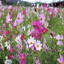 350 COSMOS SENSATION MIX Colors Cosmos Bipinnatus Flower Seeds
