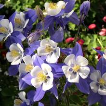 174 Pieces Lily Seeds, Suitable For Planting In The Cold Season, High Sporulation Rate, Easy To Plant, Long Blooming Period, Cold-Resistant Flowers Planted All Year Round, Beautiful Flowers Add To The Garden,  Of Vegetable Seeds, Hosta Plants, Garden Flowers Seeds, Plants For Outdoors, Semillas De Flores Para Sembrar Garden , All Plants For Outdoors, Mosquito Protection, Garden Plant Seeds For Planting, Perennial Flower Seeds, Plant Seeds