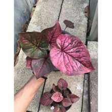 Kaladie Caladium Castle 100 Seeds - Variante 1 - Ver 4