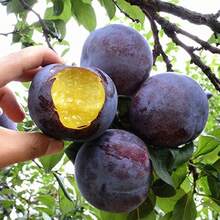 Plum Seeds Fruit Tree Seedlings Rose Plum New Variety Prune Red Heart Sugar Southern Northern Planting Grafted Plum Seedlings Seeds Plants Live   Vegetable Seeds Seeds Hosta Plants Plants Gardening Flower Seeds Plant Flowers For Outside Semillas De Flores Para Sembrar Gardening  All  Plants For Outside Mosquito Repellent Outdoor Garden Plants Seeds For Planting Perennial Flower Seeds Plant Seeds - 10片 - 查看 2