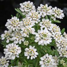 5000pcs Iberis Seeds - Unleash A Carpet Of Delicate, Fragrant Blooms In Your Garden, Adding A Touch Of Elegance All Season Long