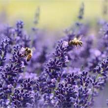 Lavender Seeds For Planting Flower Seeds Pack