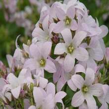 Campanula Lactiflora 'Loddon Anna' - Perennial - Bellflower - Cold Resistant - Clumping - Easy To Grow - Planting In Spring/Fall 8057 - SEED - View 1