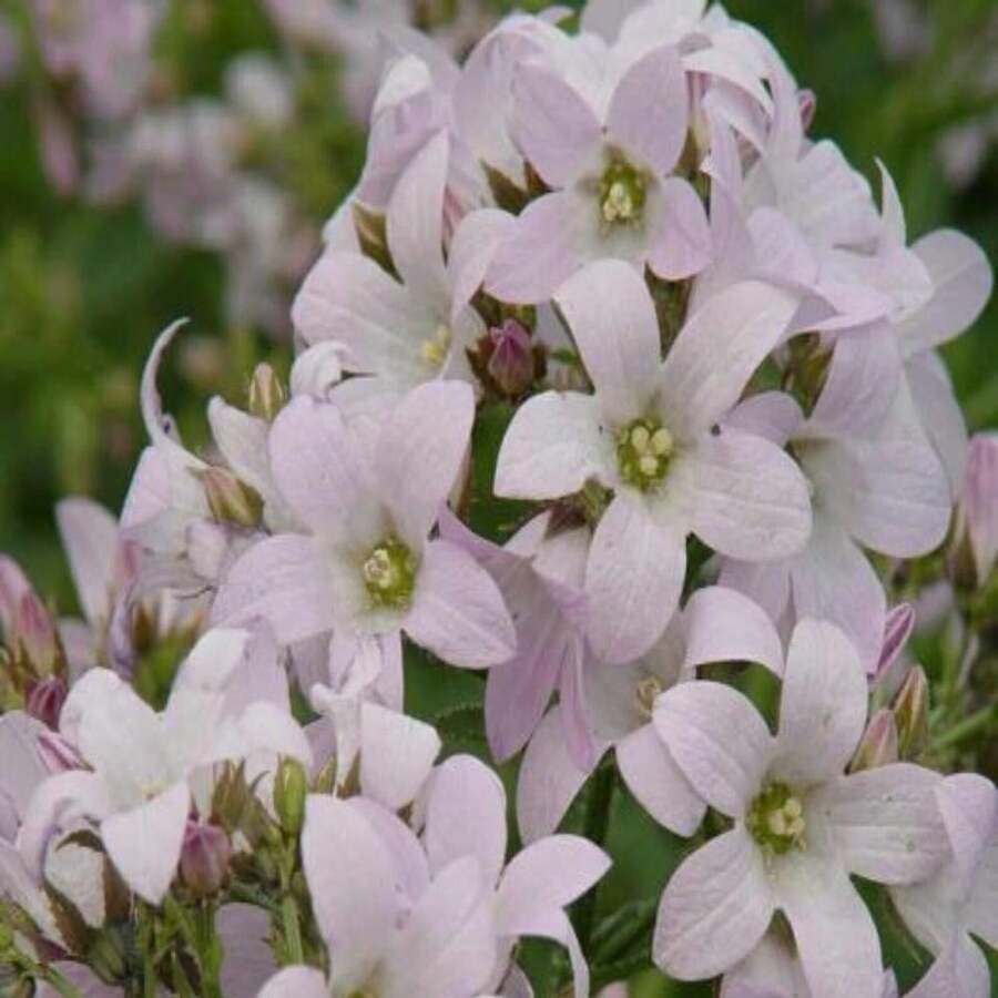 Campanula Lactiflora 'Loddon Anna' - Perennial - Bellflower - Cold Resistant - Clumping - Easy To Grow - Planting In Spring/Fall 8057 - SEED - View 1