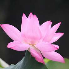 The Seeds Of Maverick SUPSEED 40 Mixed Colors Pot Lotus Seeds - Strange Water Chestnut Plant Seeds, Suitable For Pond Decoration And Home Gardening