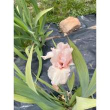 110 Heirloom Iris Seeds - The Ultimate Choice For Effortless, Beautiful Gardening