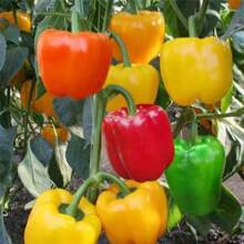 Free Extra 500 Seeds/Sow Right Seeds 120pcs Seeds Colorful Pepper Seeds Sweet Pepp Plants Live   Vegetable Seeds Seeds Hosta Plants Live Plants Plants Gardening Flower Seeds Plant Flowers For Outside Semillas De Flores Para Sembrar Gardening  All  Live Plants Not Seeds Live Plants  Plants For Outside Mosquito Repellent Outdoor Garden Perennial Plants Seeds For Planting Live Plants  Not Seeds Perennial Flower Seeds Plant Seeds
