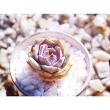 Raresucculent 100 Seeds - Variant1 - View 3