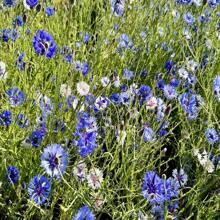 Cornflower/Bachelor Button Seeds - Centaurea Cyanus - Beautiful, Abundant And Edible