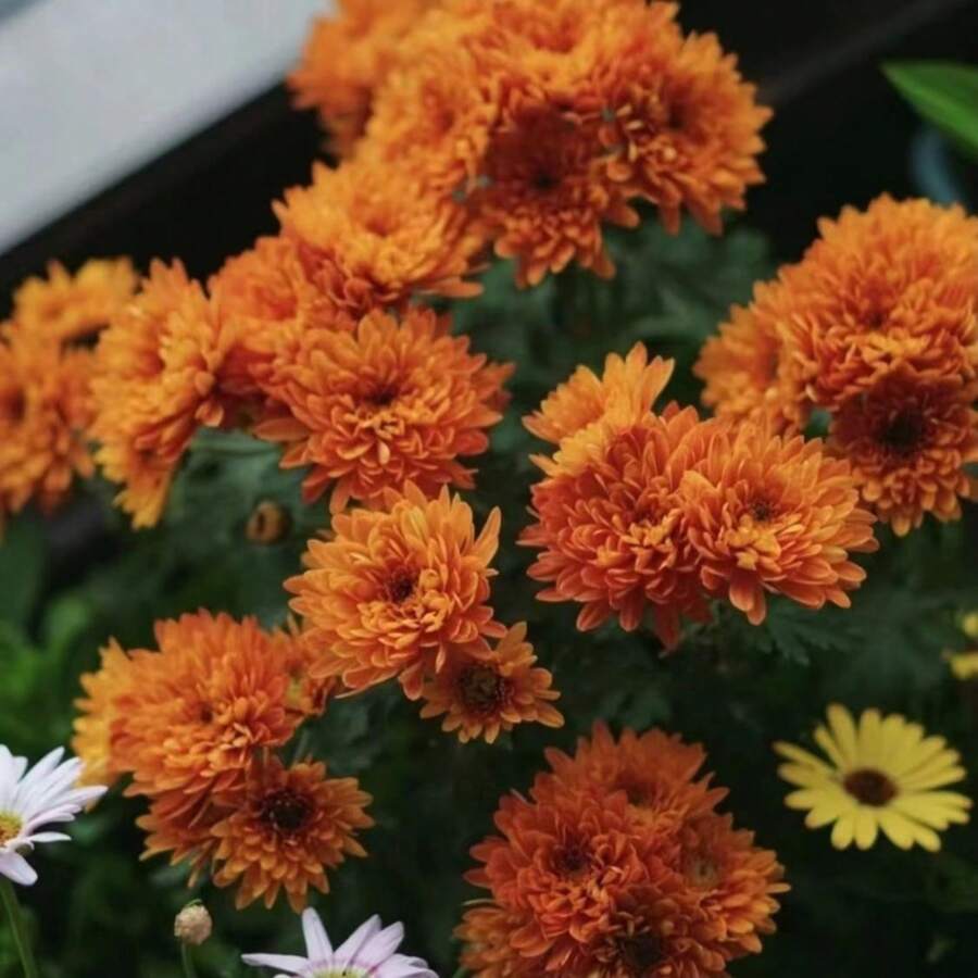 Mixed Cornflower Seeds, Outdoor Perennial Flower, Permanent Mulch, Crawling Lawn, Outdoor House Plants, Gardening, Local Delivery