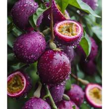 Seeds Gift 500pcs Passionflower Fruit Seeds High Germination For Balcony Planting - 100 Seeds - View 3