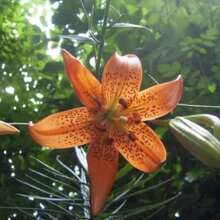 Türkenkappe Lilien-Garten-Samen: 100+ Erbstück Lilium Davidii Dav Pflanzen lebend Ausverkauf Gemüsesamen Hosta-Pflanzen lebende Pflanzen Gartenblumen-Samen Pflanzen für draußen Mückenschutz Outdoor Garten mehrjährige Pflanzen Samen zum Pflanzen lebende Pflanzen Ausverkauf keine Samen mehrjährige Blumensamen Pflanzensamen