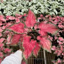 Gratis 500 semi aggiuntivi/100 semi di verdure thailandesi invernali per vasi, pianta bonsai di caladio, piante vive in , semi di verdure, piante di hosta, piante vive, semi di fiori da giardino, piante da esterno, repellente per zanzare, giardino all'aperto, piante perenni, semi per la semina, piante vive in , nessun seme, semi di fiori perenni, semi di piante