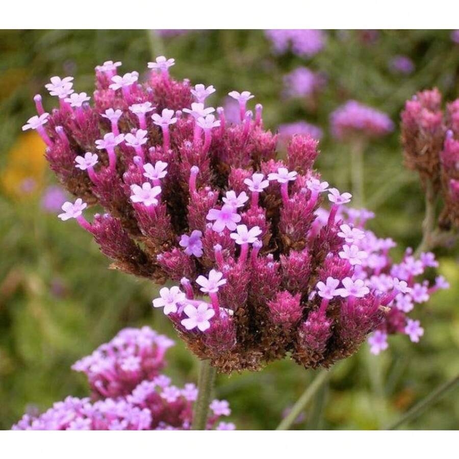 189pcs Recommended Buenos Aires Purple  Flower Seeds - 189 - 查看 1