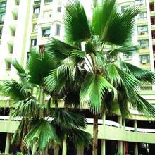 100pcs Seeds Fiji Fan Palm Tree Seeds Pritchardia Pacifica Fast Growing Tropical Plant - Variant1 - View 10