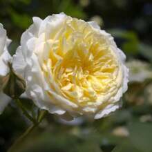 The Pilgrim Rose Seeds - Perennial, Open-Pollinating, Deciduous, Beautiful Blooming Flowers -Planting In Fall/Early Spring - SEED - View 5