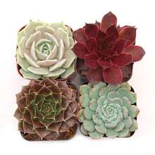 Plant Set (4-12 Plants) - 2 Inch Rose-Shaped Succulent Plants Survive In A Pot 606, Fruitful Selection Of Seeds, High Germination Rate - 6 件裝 - 查看 3