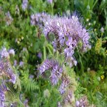 Phacelia Herb Organic Seeds, 250+ Count Phacelia Phacelia Seeds, Home Gardening, High Germination, For Garden And Pot, Phacelia Tanacetifolia