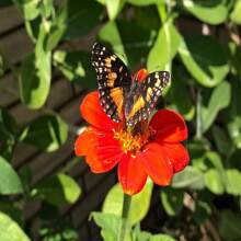Confezione di 25 semi di girasole messicano rosso (Tithonia Rotundifolia 'Red Torch') con spedizione gratuita