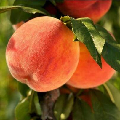 Plant Deliver Within 3 Days! Large For Planting, Dwarf Peach Fruit Tree Seeds