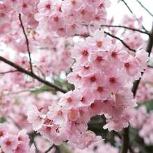 Together, Cherry Suitable For Planting Rare Japanese Cherry Blossom Tree Seeds In Bonsai