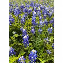 Texas Bluebonnet Wildflower Seeds -Over 2000 Native Seeds - Texas State Flower - 2000粒種子 - 查看 2
