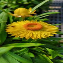 Strawflowers Seed Pack 25 Seeds - SEED - View 3