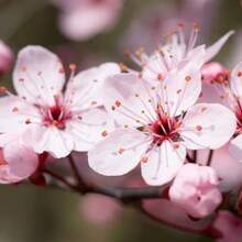 Together, Cherry Suitable For Planting Rare Japanese Cherry Blossom Tree Seeds In Bonsai
