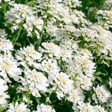 Seeds Candytuft Plants Live Candytuft Plants In A Inches Pot For Planting White Flowering Plants Live For Fall Planting Outdoor Flowers Plants Horticulture Nature