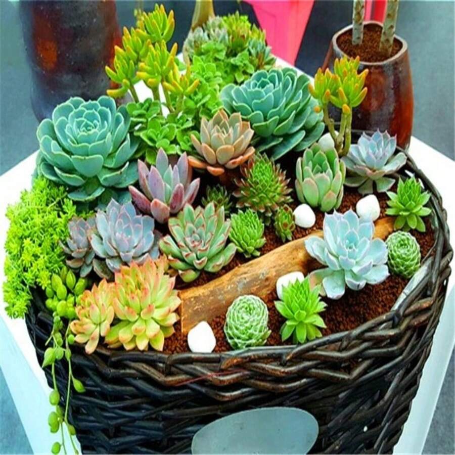 Mixed Succulent Plant Seeds, Lithops Seeds. 100 Pieces - 變體1 - 查看 1