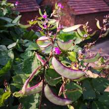 Pflanzen Blumen Herbst und Winter Küchen Topf Aromatherapie Gar Pflanzen lebend Ausverkauf Gemüsesamen Hosta Pflanzen lebende Pflanzen Gartenblumen Samen Pflanzen Blumen für draußen semillas de flores para sembrar Gartenlebensmittel Ausverkauf alle Ausverkauf lebende Pflanzen keine Samen lebende Pflanzen Ausverkauf Pflanzen für draußen Mückenschutz Outdoor Garten mehrjährige Pflanzen Samen zum Pflanzen lebende Pflanzen Ausverkauf keine Samen mehrjährige Blumensamen Pflanzensamen