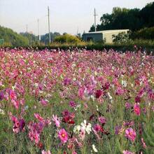 350 COSMOS SENSATION MIX Colors Cosmos Bipinnatus Flower Seeds