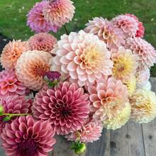 30+ Dahlia Hybrid Flower Seeds, Dahlia Flower Seeds For Plant Plants Live   Vegetable Seeds Seeds Hosta Plants Live Plants Plants Gardening Flower Seeds Plant Flowers For Outside Semillas De Flores Para Sembrar Gardening  All  Live Plants Not Seeds Live Plants  Plants For Outside Mosquito Repellent Outdoor Garden Perennial Plants Seeds For Planting Live Plants  Not Seeds Perennial Flower Seeds Plant Seeds