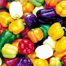 Free Extra 500 Seeds/Sow Right Seeds 120pcs Seeds Colorful Pepper Seeds Sweet Pepp Plants Live   Vegetable Seeds Seeds Hosta Plants Live Plants Plants Gardening Flower Seeds Plant Flowers For Outside Semillas De Flores Para Sembrar Gardening  All  Live Plants Not Seeds Live Plants  Plants For Outside Mosquito Repellent Outdoor Garden Perennial Plants Seeds For Planting Live Plants  Not Seeds Perennial Flower Seeds Plant Seeds