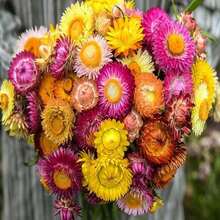 Strawflowers Seed Pack 25 Seeds - SEED - View 4