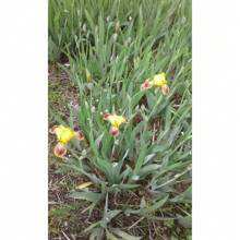 100 Heirloom Iris Seeds: Add A Touch Of Elegance With Fragrant, Easy-To-Grow Perennials