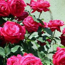 130 Pieces Rose Planting, Garden Decoration, Outdoor Flower Planting, Fruit And Vegetable Lovers, Warm And Comfortable Gifts From Nature