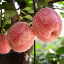 NO BAD SEED!96 Dwarf Apple Tree - Premium Seeds For Home Gardening And Plant Enthusiasts