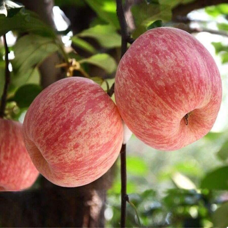 NO BAD SEED!96 Dwarf Apple Tree - Premium Seeds For Home Gardening And Plant Enthusiasts