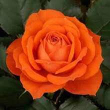 179pcs Outdoor Seeds, Bright Orange Rose Shrubs S.Eeds - Jiabao Garden S.Eeds For A Stunning Floral Display Plants Live   Vegetable Seeds Seeds Hosta Plants Plants Gardening Flower Seeds Plant Flowers For Outside Semillas De Flores Para Sembrar Gardening  All  Plants For Outside Mosquito Repellent Outdoor Garden Plants Seeds For Planting Perennial Flower Seeds Plant Seeds