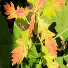 Scarlet Oak Tree Seedling (Quercus Coccinea) Cuckoo Clock Leaf Deep Woods Seed Acorn Deep Red Color Fall Forest Look PRE  April 29th