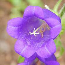 Campanula Medium Champion Lavender Seeds - Blooming Season - Attracts Pollinators - Low Maintenance - Plants In Spring/Summer 8060b - 種子 - 查看 9