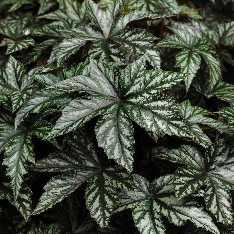 200 Pieces Free Shipping Suitable Multi-Year Perennial Begonia Seedlings Suitable For Indoor Or Outdoor Cultivation - 200 Seeds - View 1