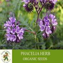 Phacelia Herb Organic Seeds, 250+ Count Phacelia Phacelia Seeds, Home Gardening, High Germination, For Garden And Pot, Phacelia Tanacetifolia