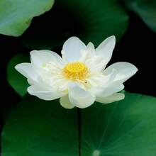 The Seeds Of Maverick SUPSEED 40 Mixed Colors Pot Lotus Seeds - Strange Water Chestnut Plant Seeds, Suitable For Pond Decoration And Home Gardening